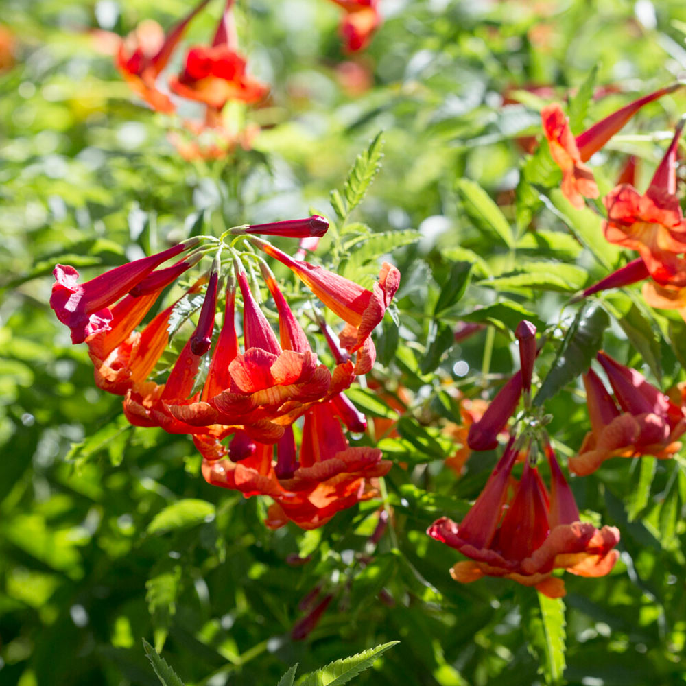 Bells of Fire™ Tecoma Plant - Image 2