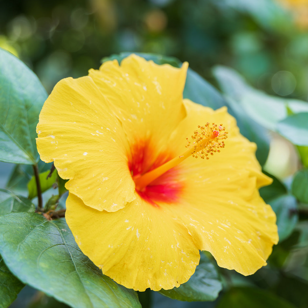 Tequila Yellow Hibiscus Bush - Image 2