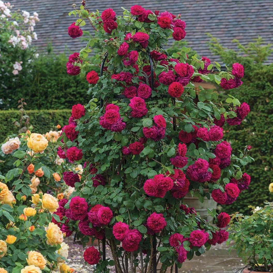David Austin® Tess of the d’Urbervilles™ Climbing Rose - Image 3