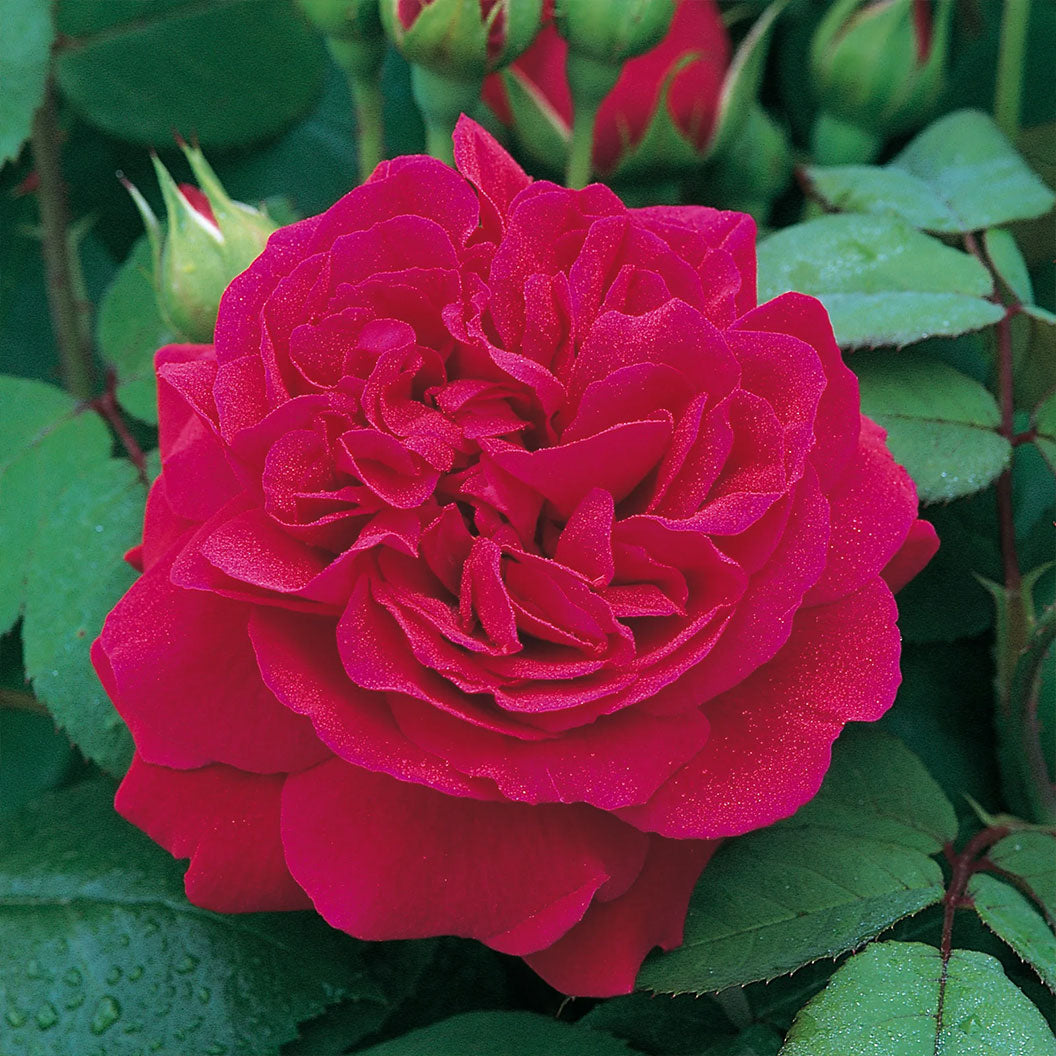 David Austin® Tess of the d’Urbervilles™ Climbing Rose - Image 2