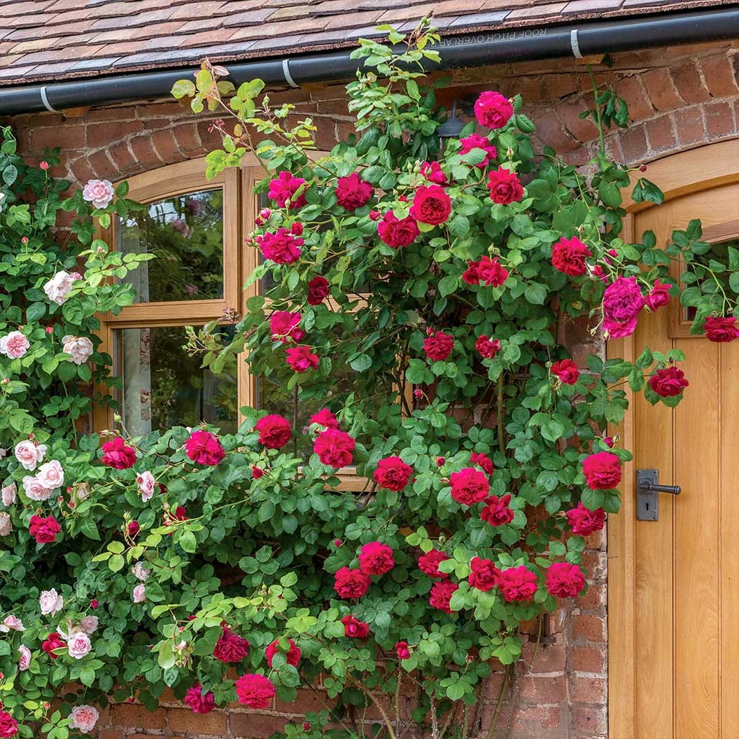 David Austin® Tess of the d’Urbervilles™ Climbing Rose - Image 4