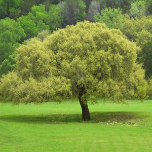 Joan Lionetti Texas Live Oak Tree