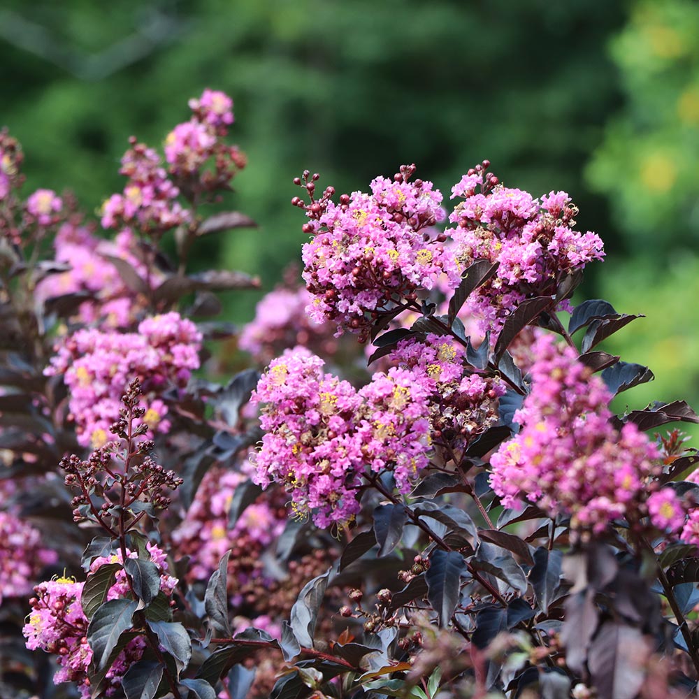 Thunderstruck™ Lavender Blast™ Crape Myrtle Tree - Image 2