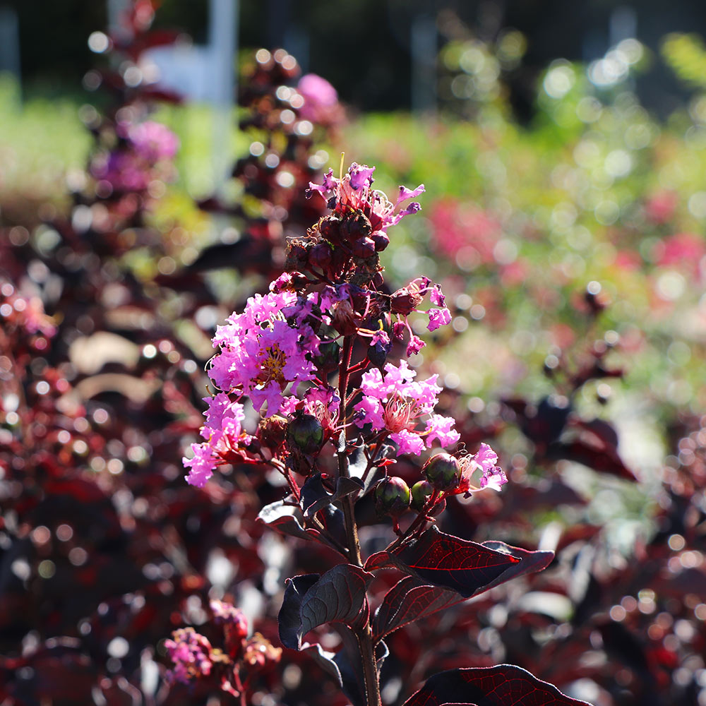 Thunderstruck™ Lavender Blast™ Crape Myrtle Tree - Image 3