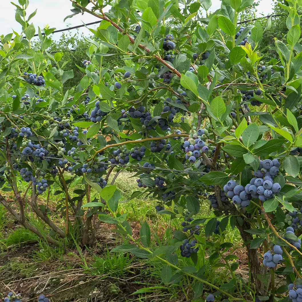 Toro Blueberry Bush - Image 2
