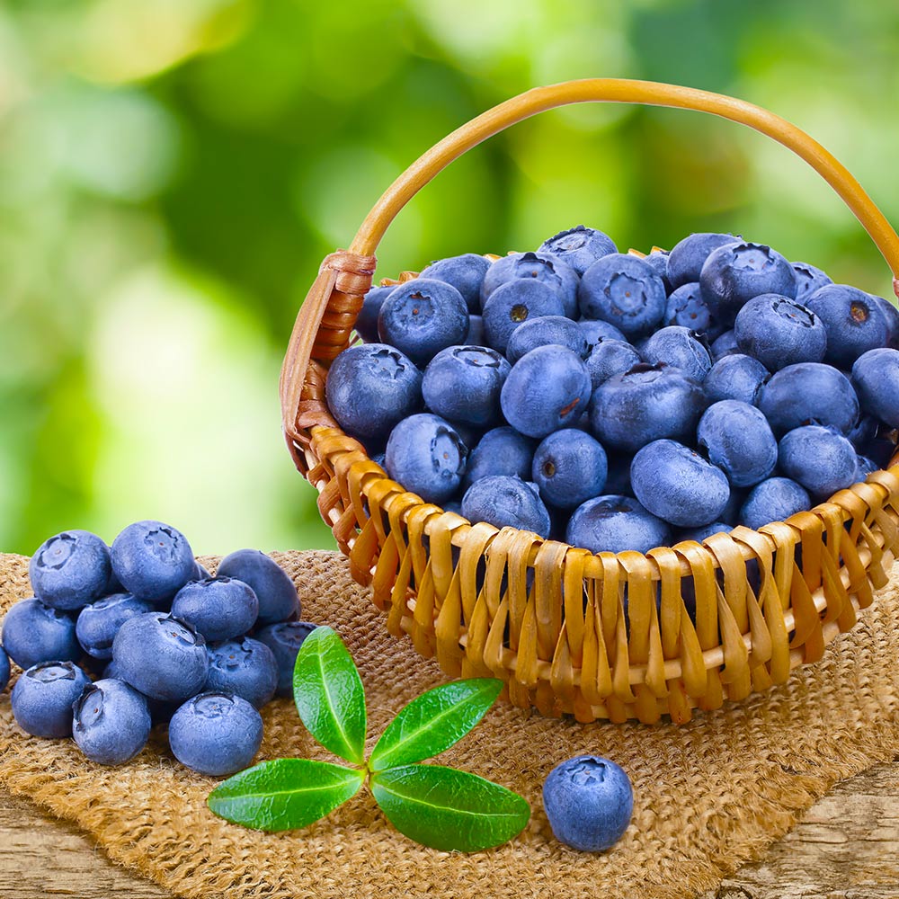 Toro Blueberry Bush - Image 4