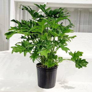 Philodendron Selloum