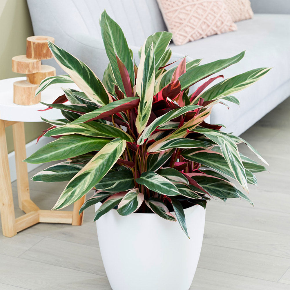 Tricolor Ginger Plant - Image 2