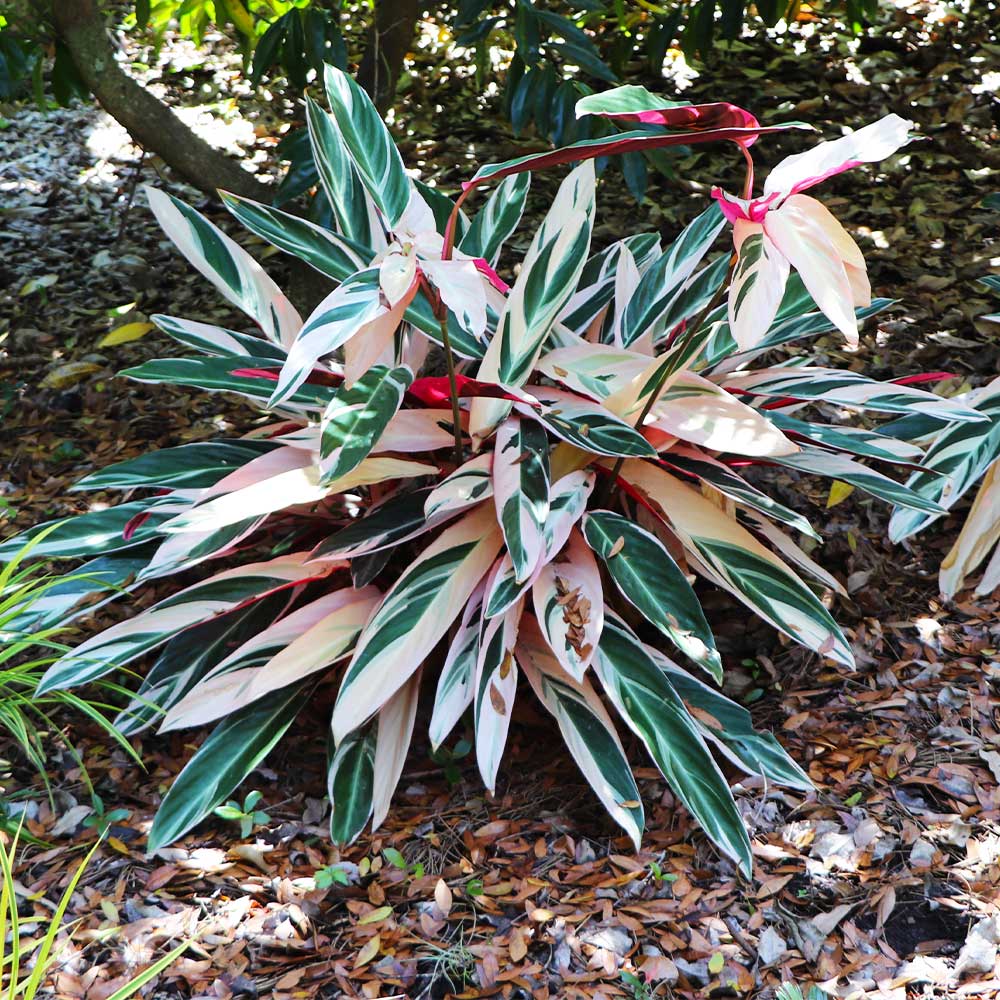 Tricolor Ginger Plant - Image 3