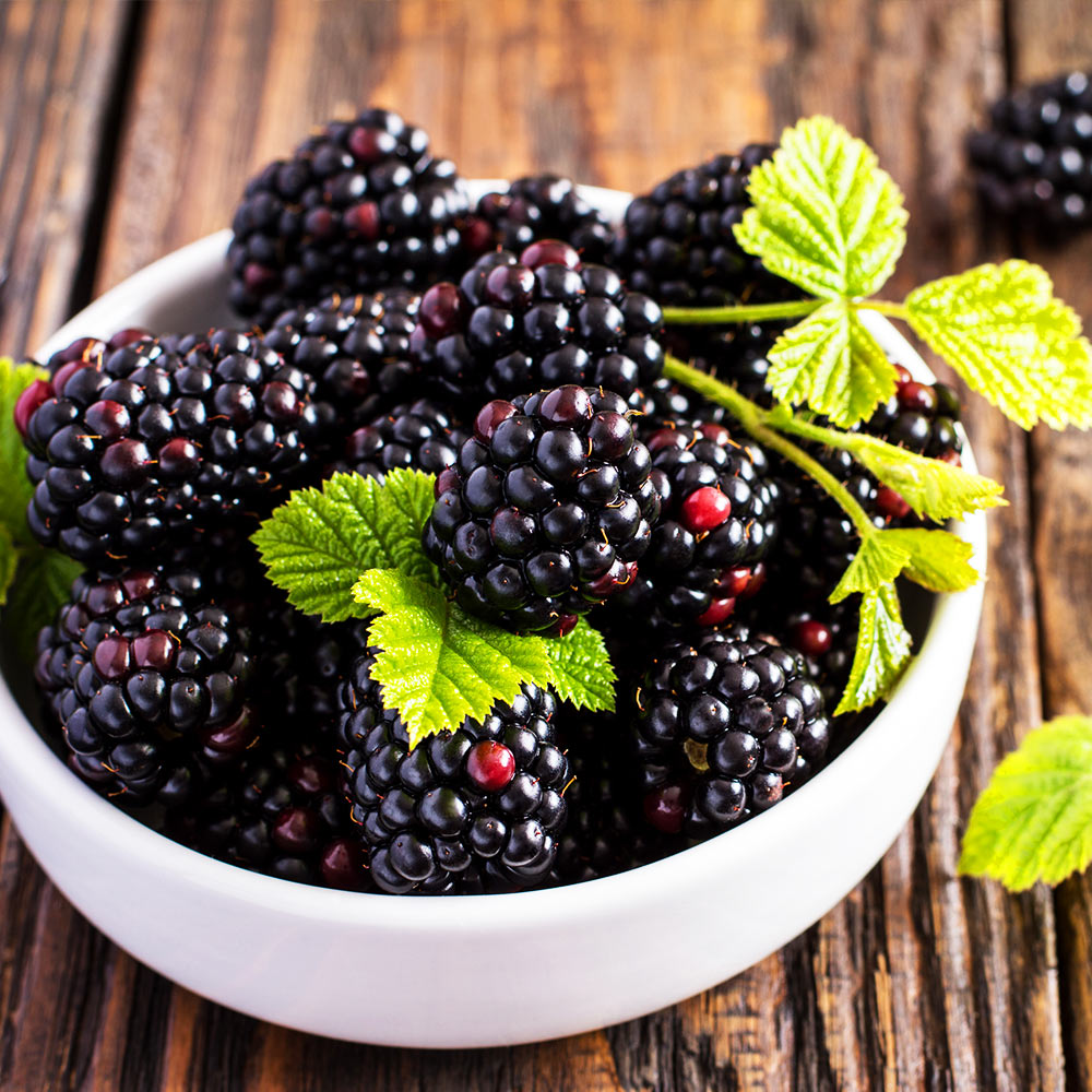 Triple Crown Blackberry Bush - Image 3