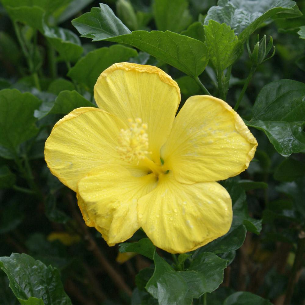 Yellow Tropical Hibiscus Tree - Image 2
