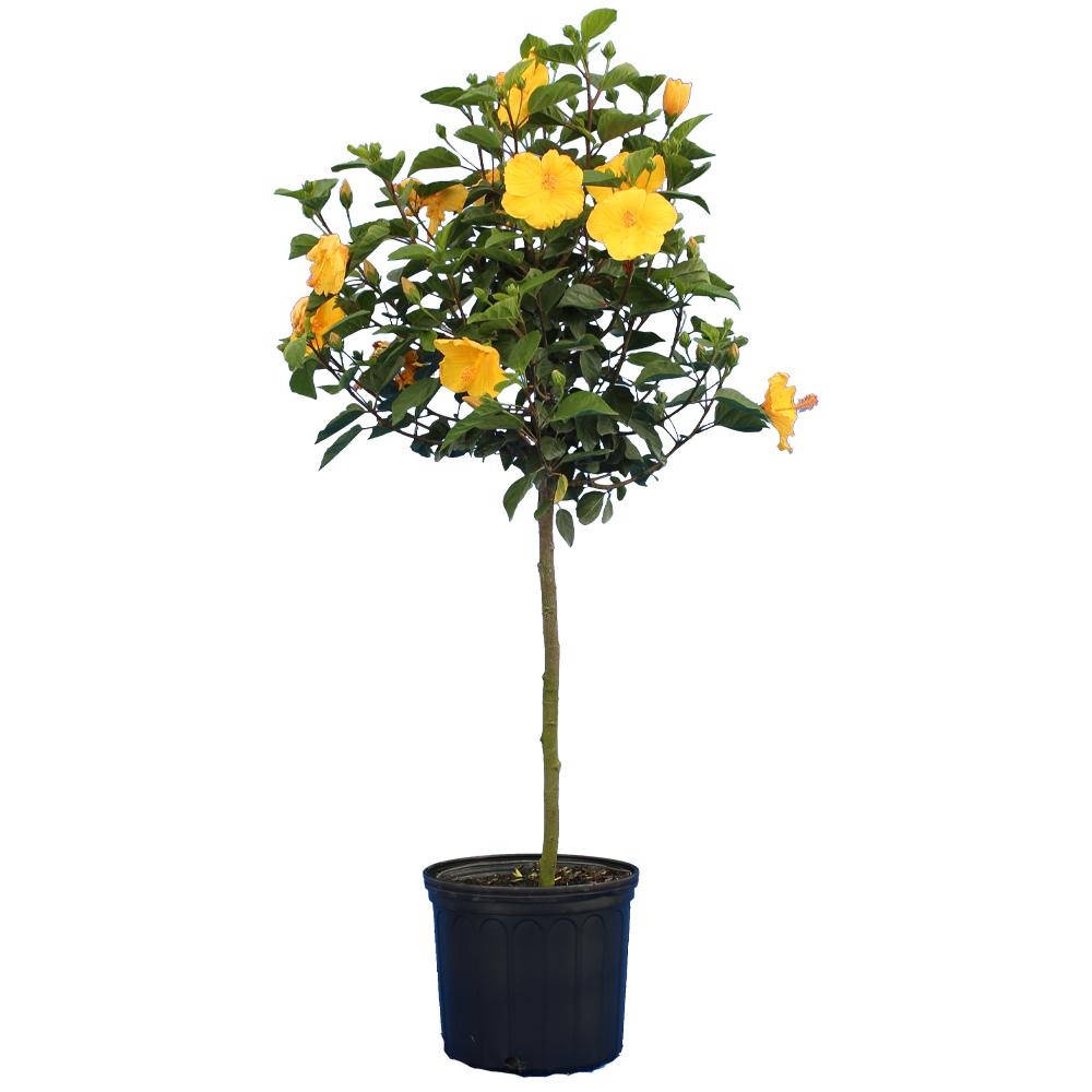Yellow Tropical Hibiscus Tree - Image 3