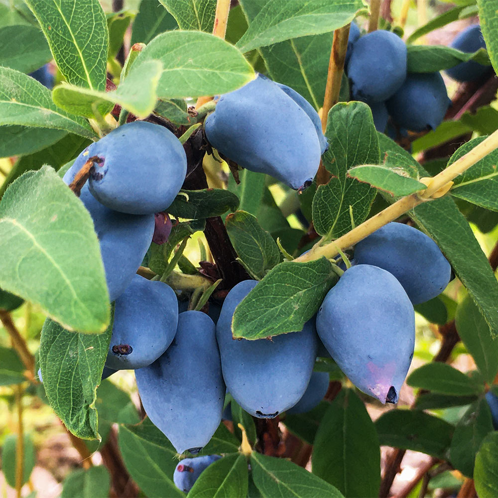 Aurora Honeyberry Bush - Image 2