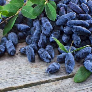 Aurora Honeyberry Bush