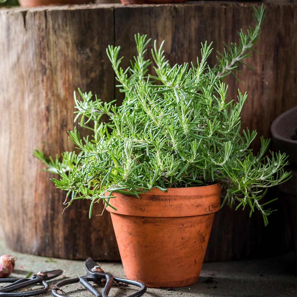 Tuscan Rosemary Plant - Image 2