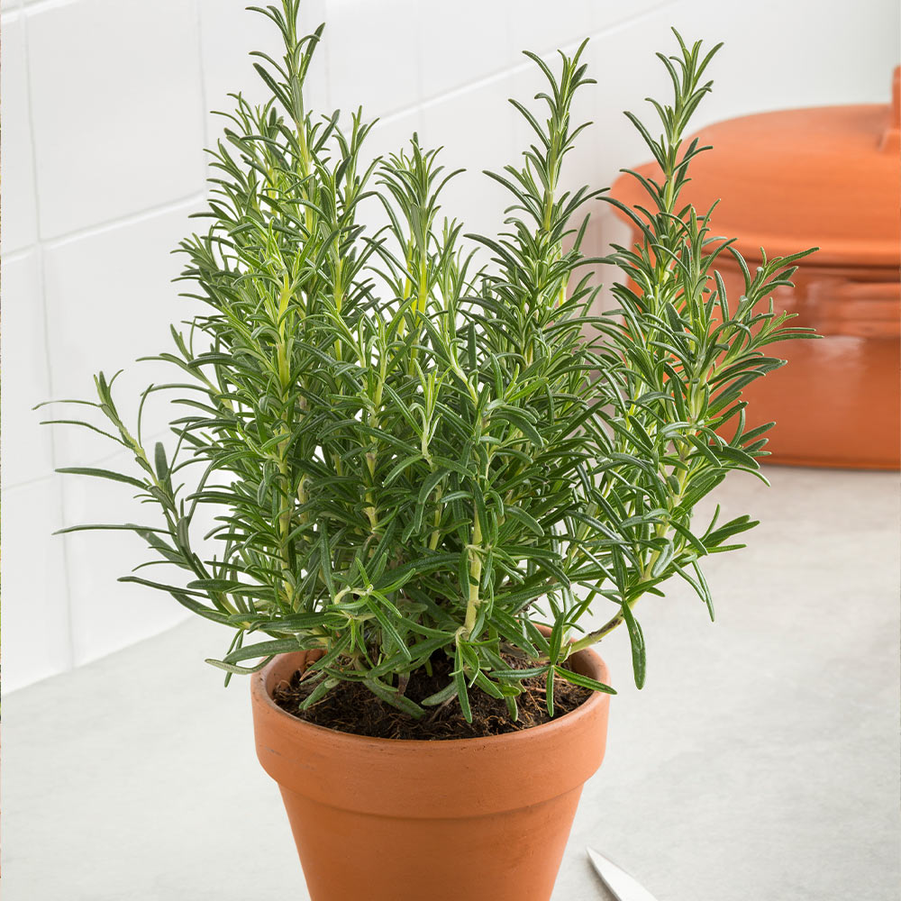 Tuscan Rosemary Plant - Image 4