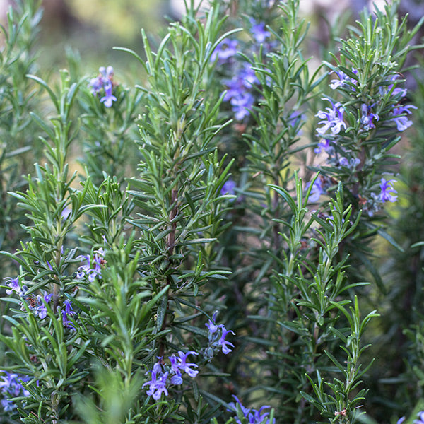 Tuscan Rosemary Plant - Image 3