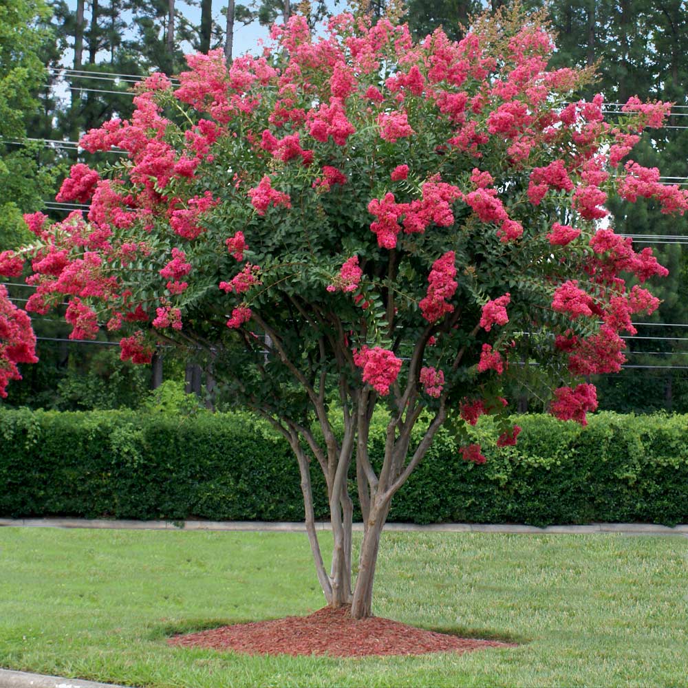 Tuscarora Crape Myrtle Tree - Image 2