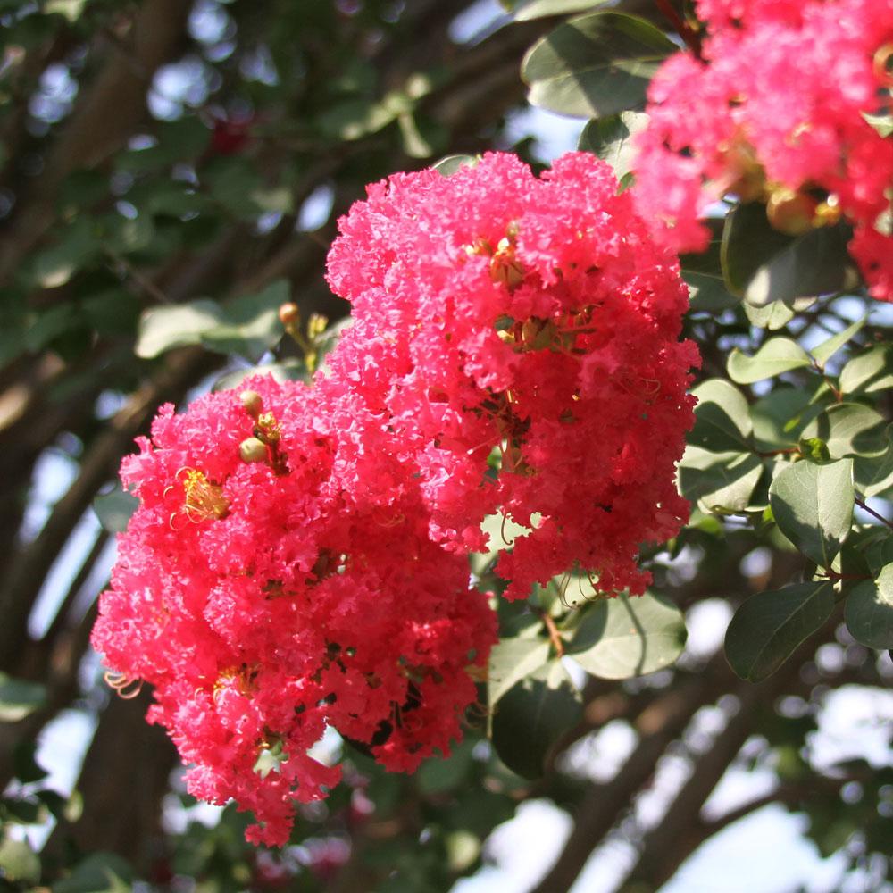 Tuscarora Crape Myrtle Tree - Image 3