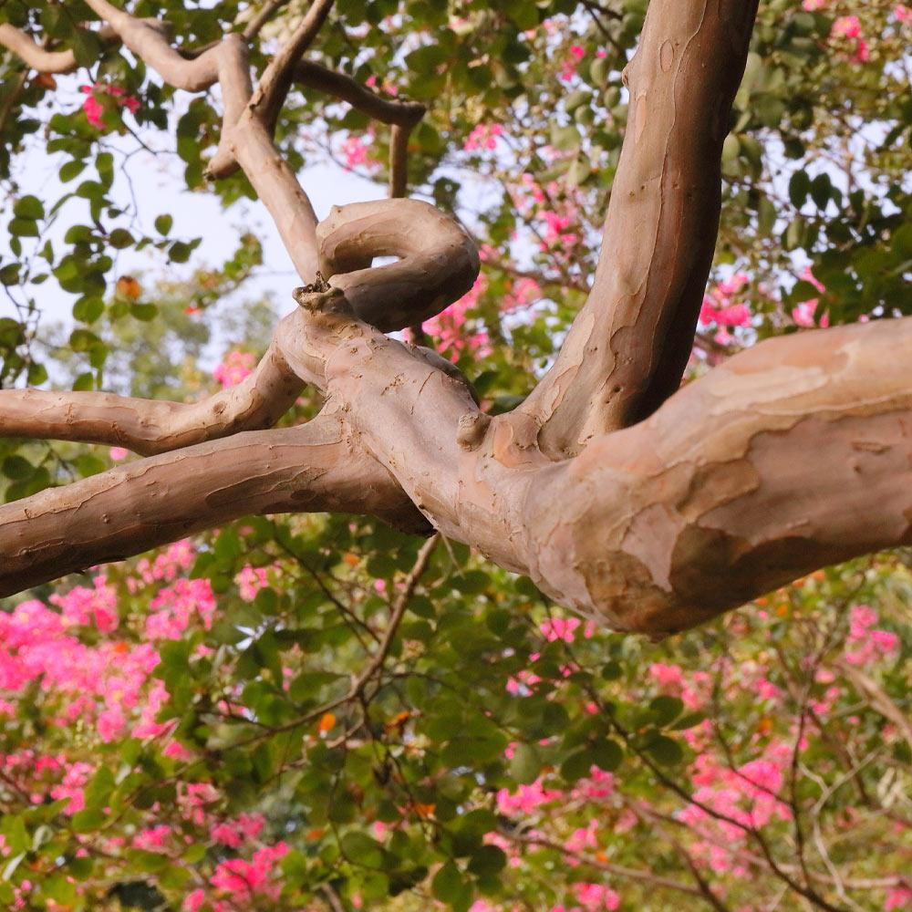 Tuscarora Crape Myrtle Tree - Image 5