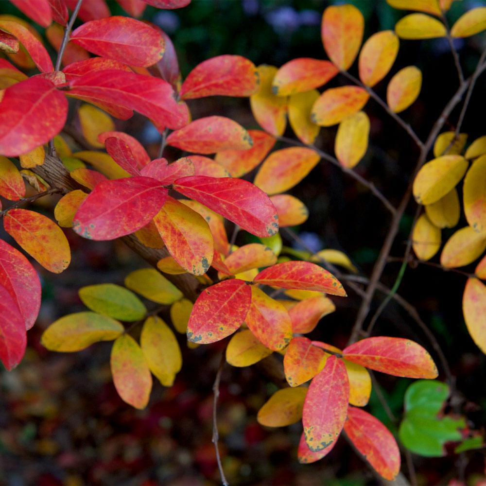 Tuscarora Crape Myrtle Tree - Image 6