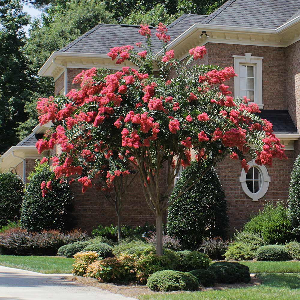 Tuscarora Crape Myrtle Tree - Image 4