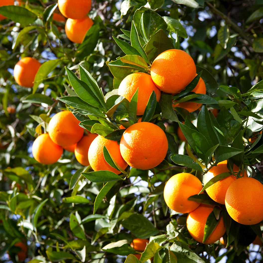 Valencia Orange Tree - Image 2