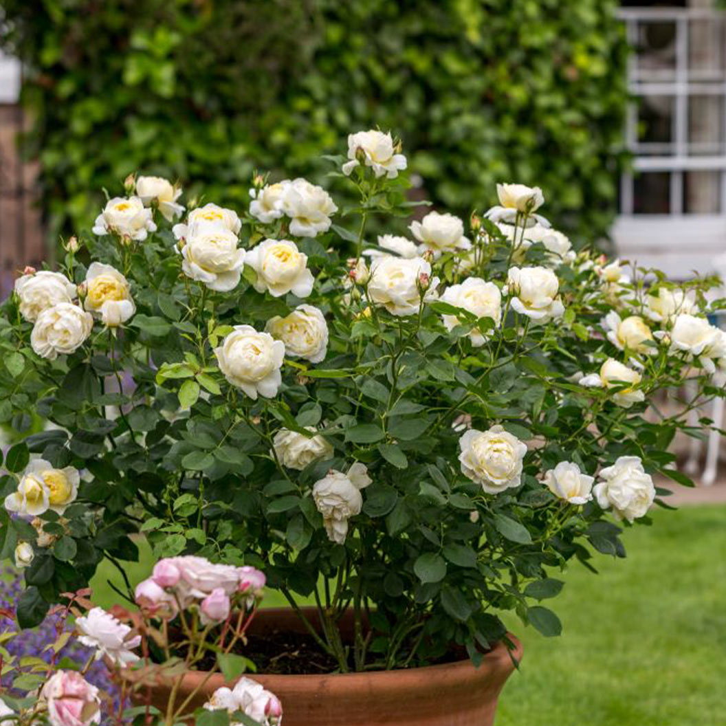 David Austin® Vanessa Bell® Rose Shrub - Image 2