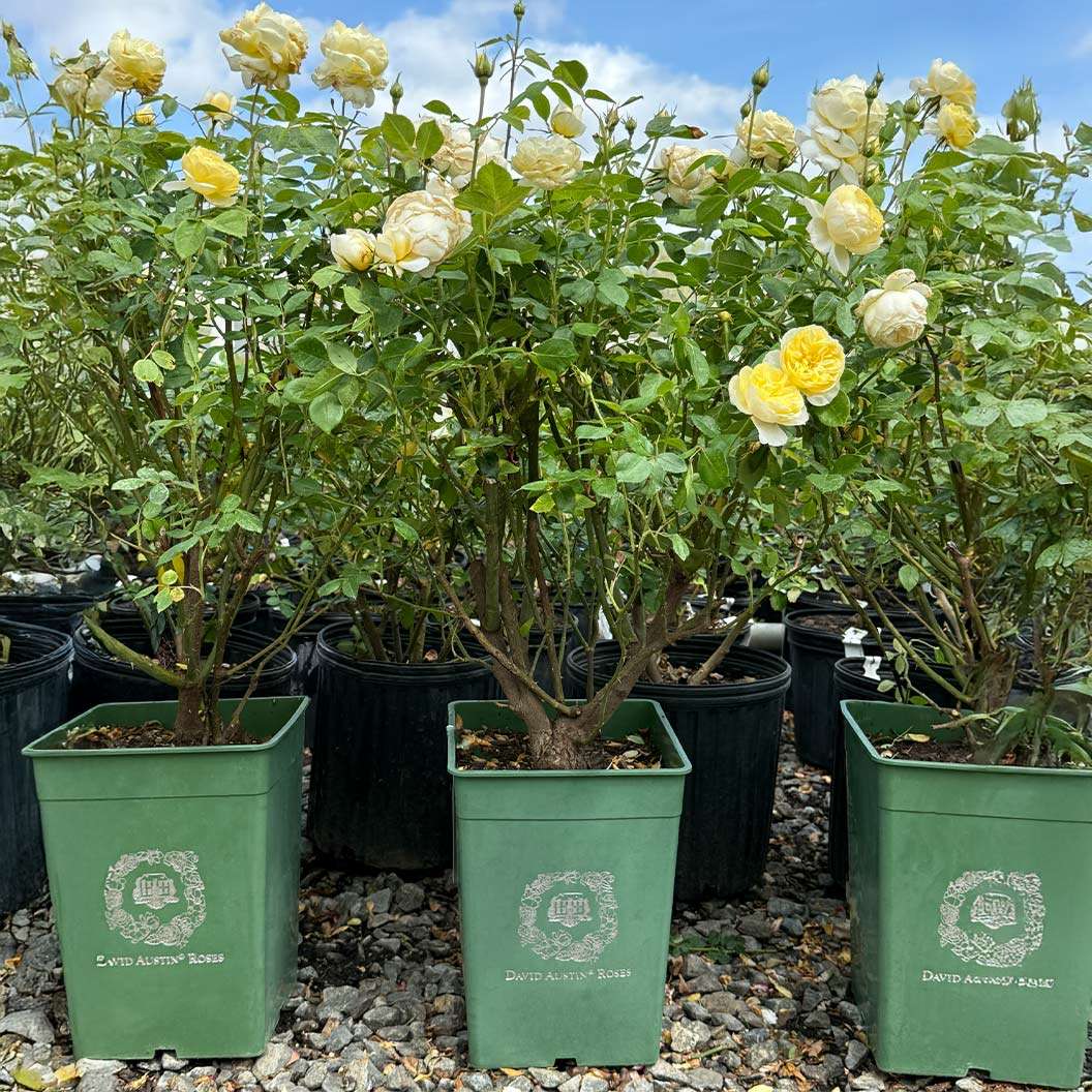 David Austin® Vanessa Bell® Rose Shrub - Image 9