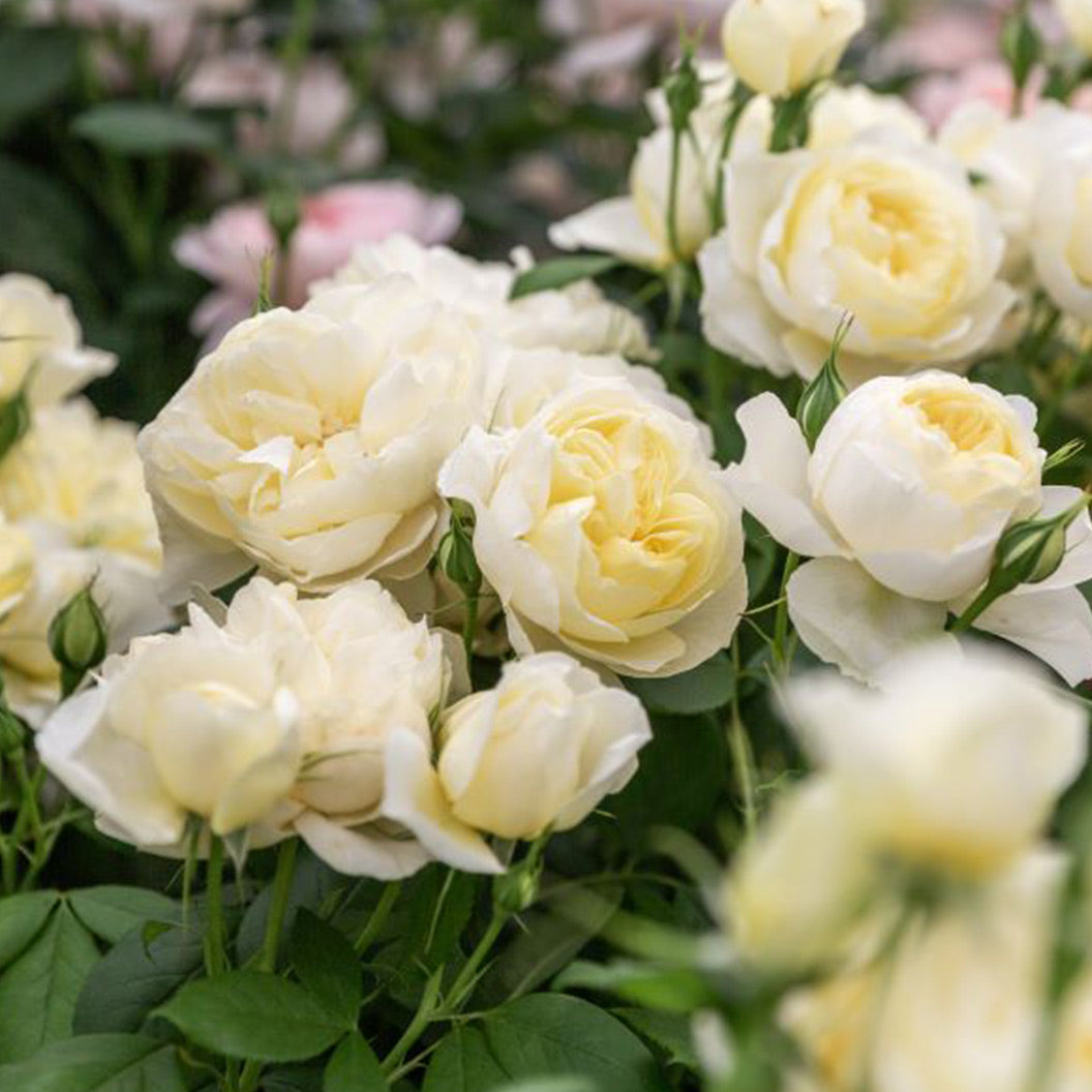 David Austin® Vanessa Bell® Rose Shrub - Image 4