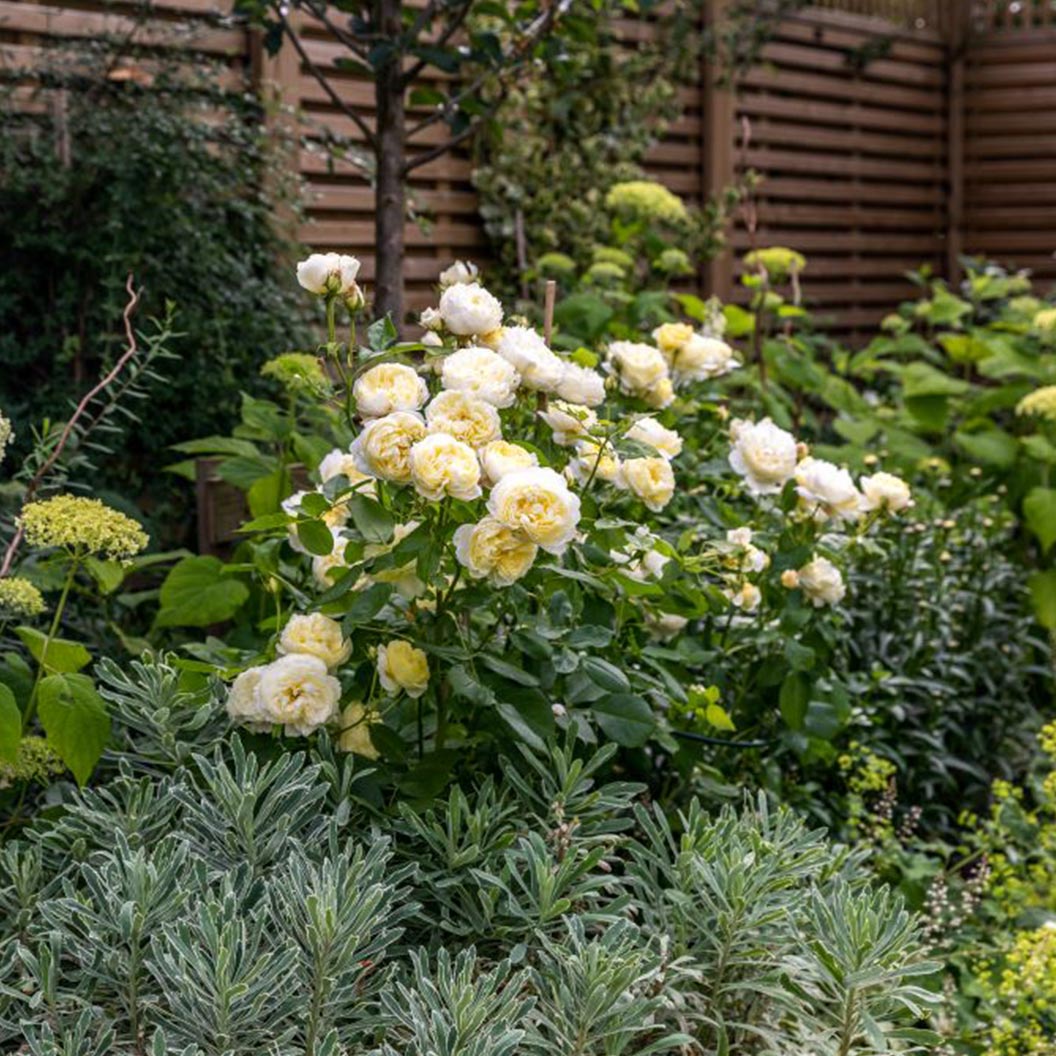 David Austin® Vanessa Bell® Rose Shrub - Image 5