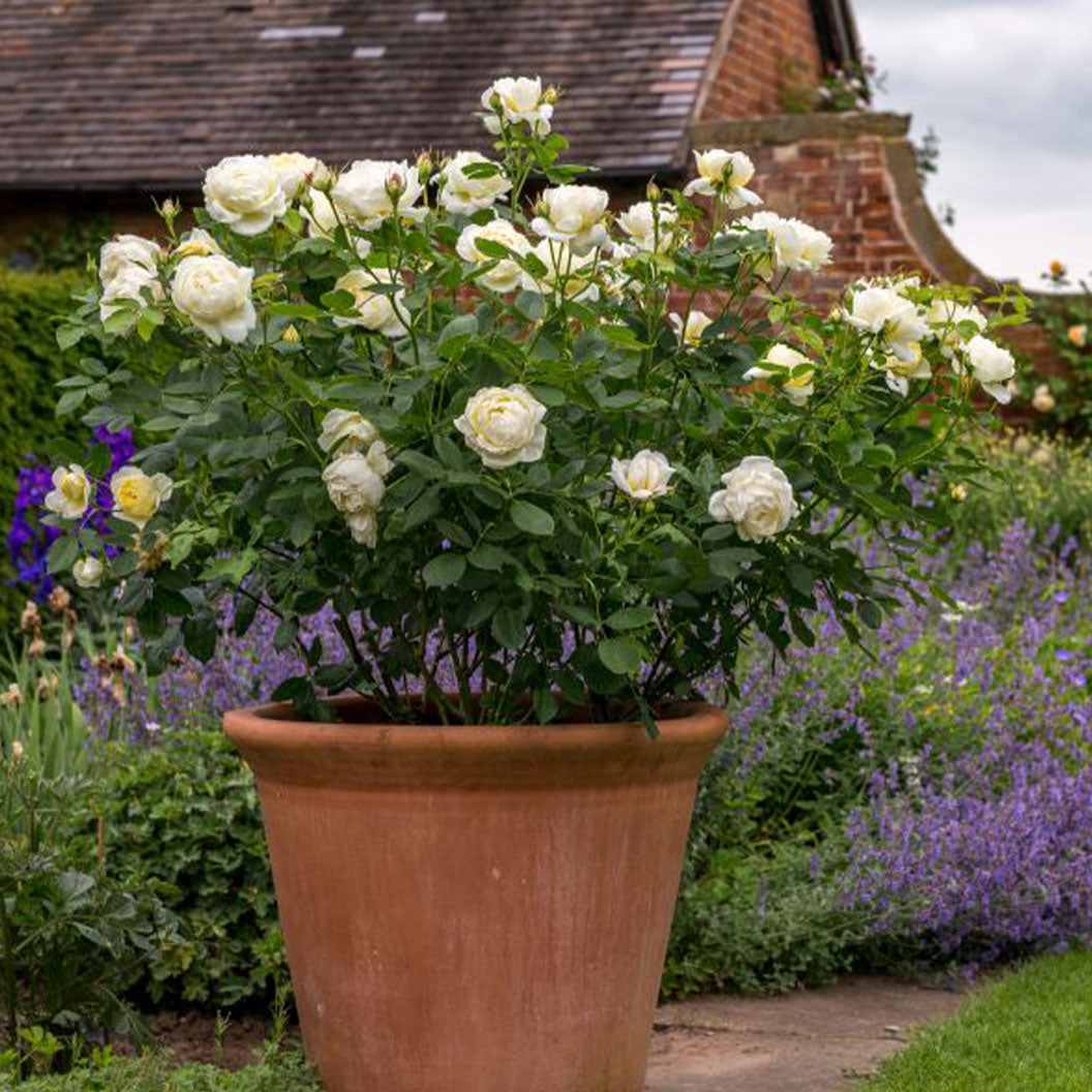 David Austin® Vanessa Bell® Rose Shrub - Image 10