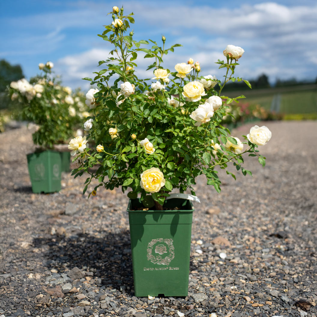 David Austin® Vanessa Bell® Rose Shrub - Image 7