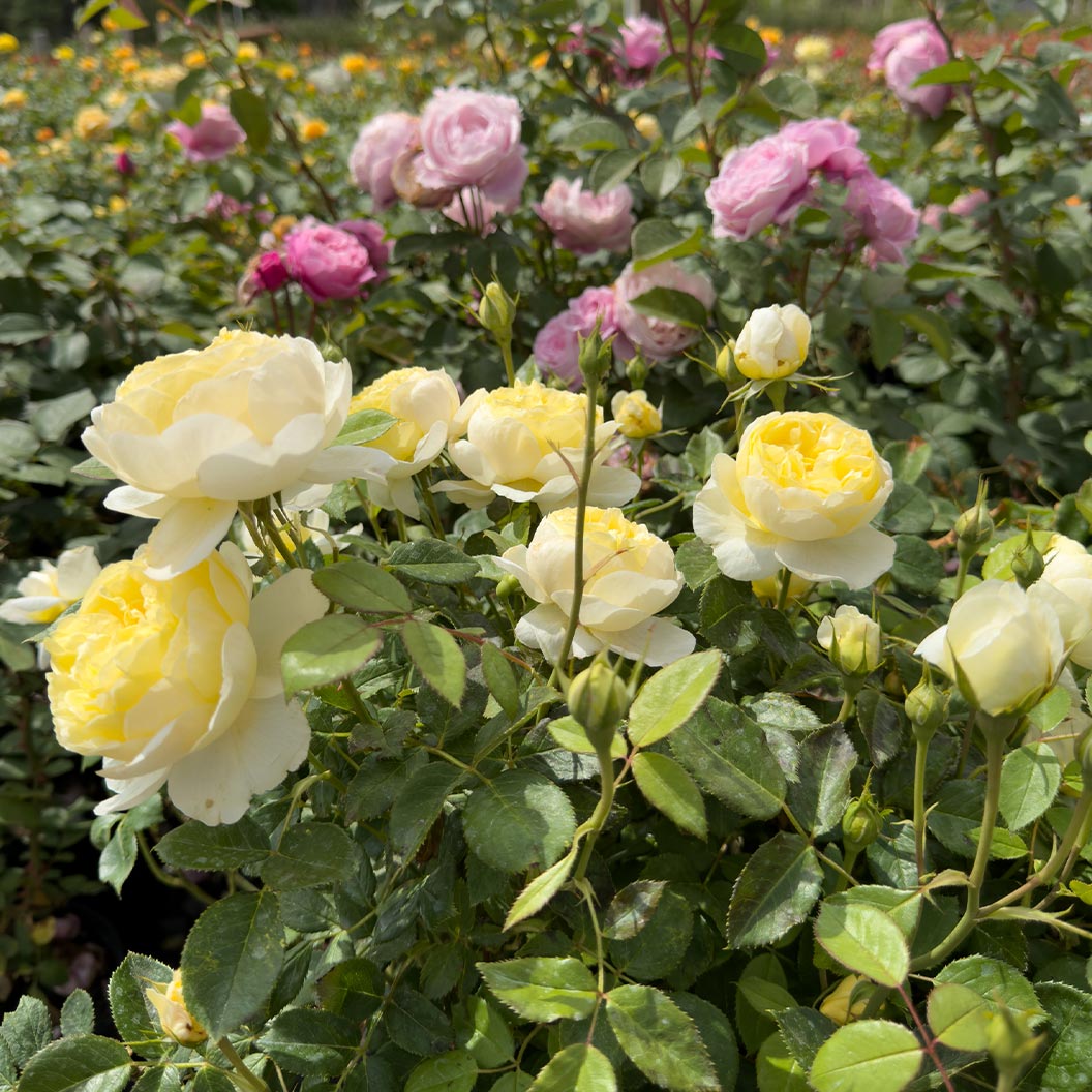 David Austin® Vanessa Bell® Rose Shrub - Image 6
