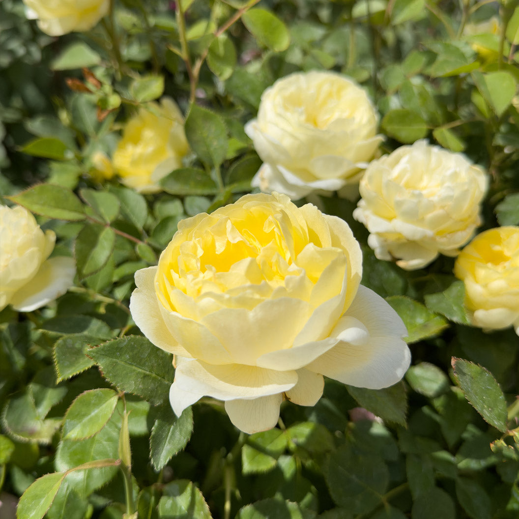 David Austin® Vanessa Bell® Rose Shrub - Image 3