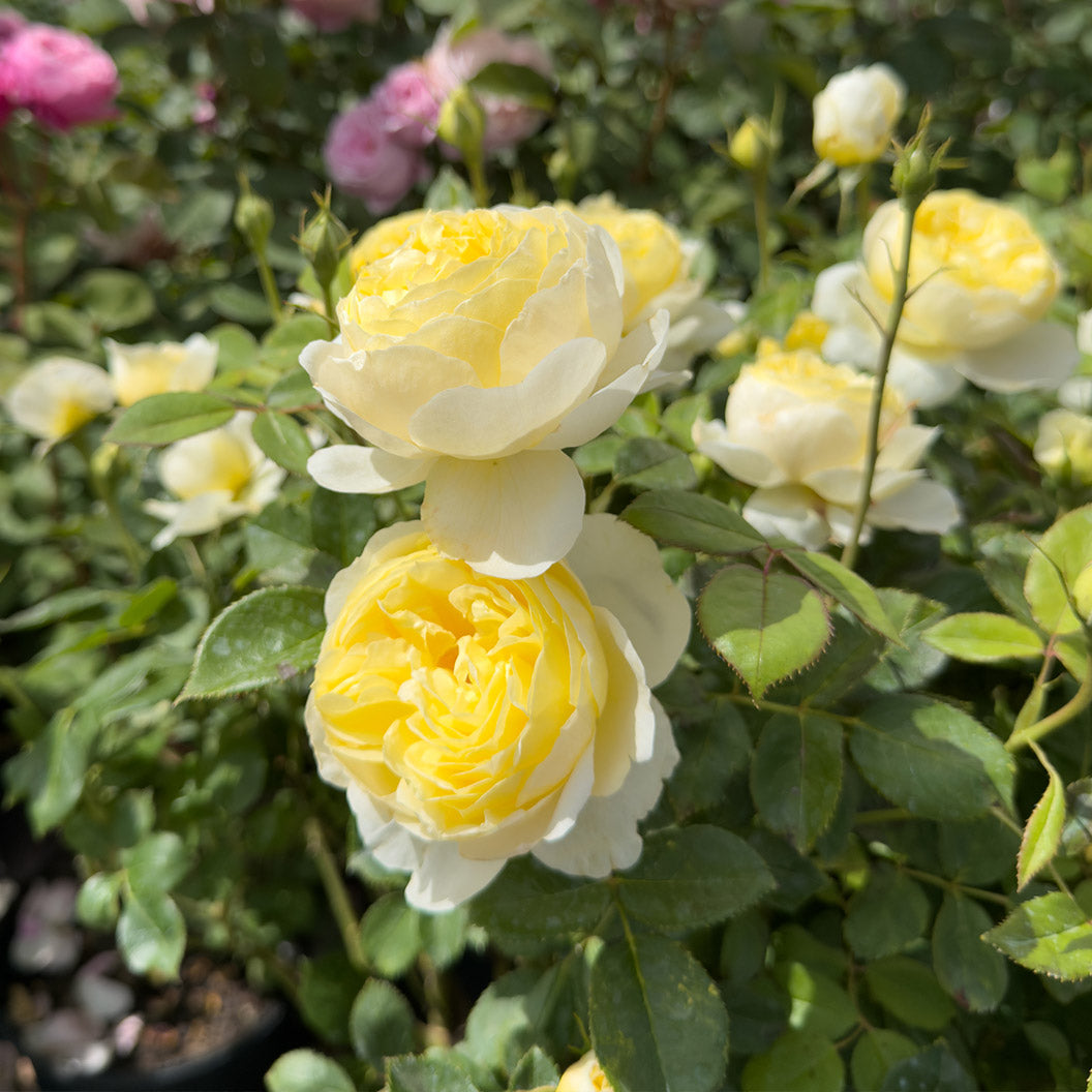 David Austin® Vanessa Bell® Rose Shrub - Image 8