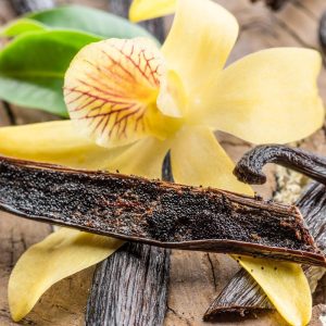 Vanilla Bean Plant