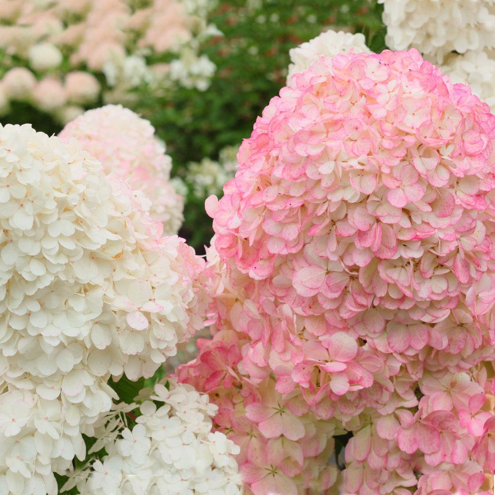 Vanilla Strawberry Hydrangea Shrub - Image 2