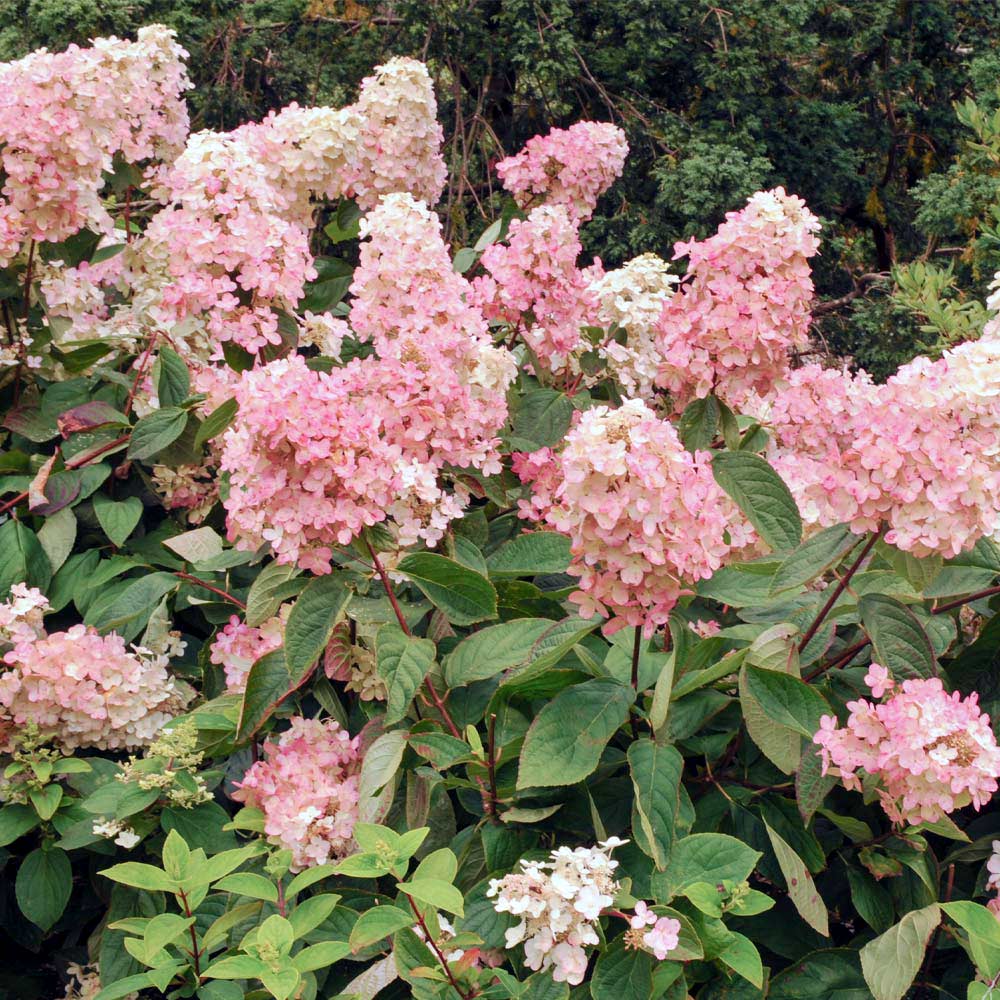 Vanilla Strawberry Hydrangea Shrub - Image 3