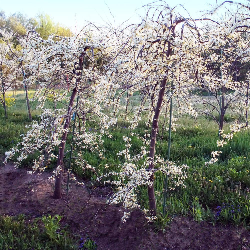 Vanilla Twist Redbud Tree - Image 2