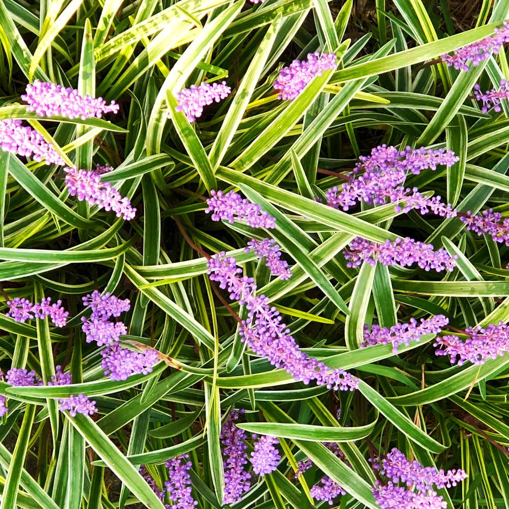 Variegated Liriope Plant - Image 2