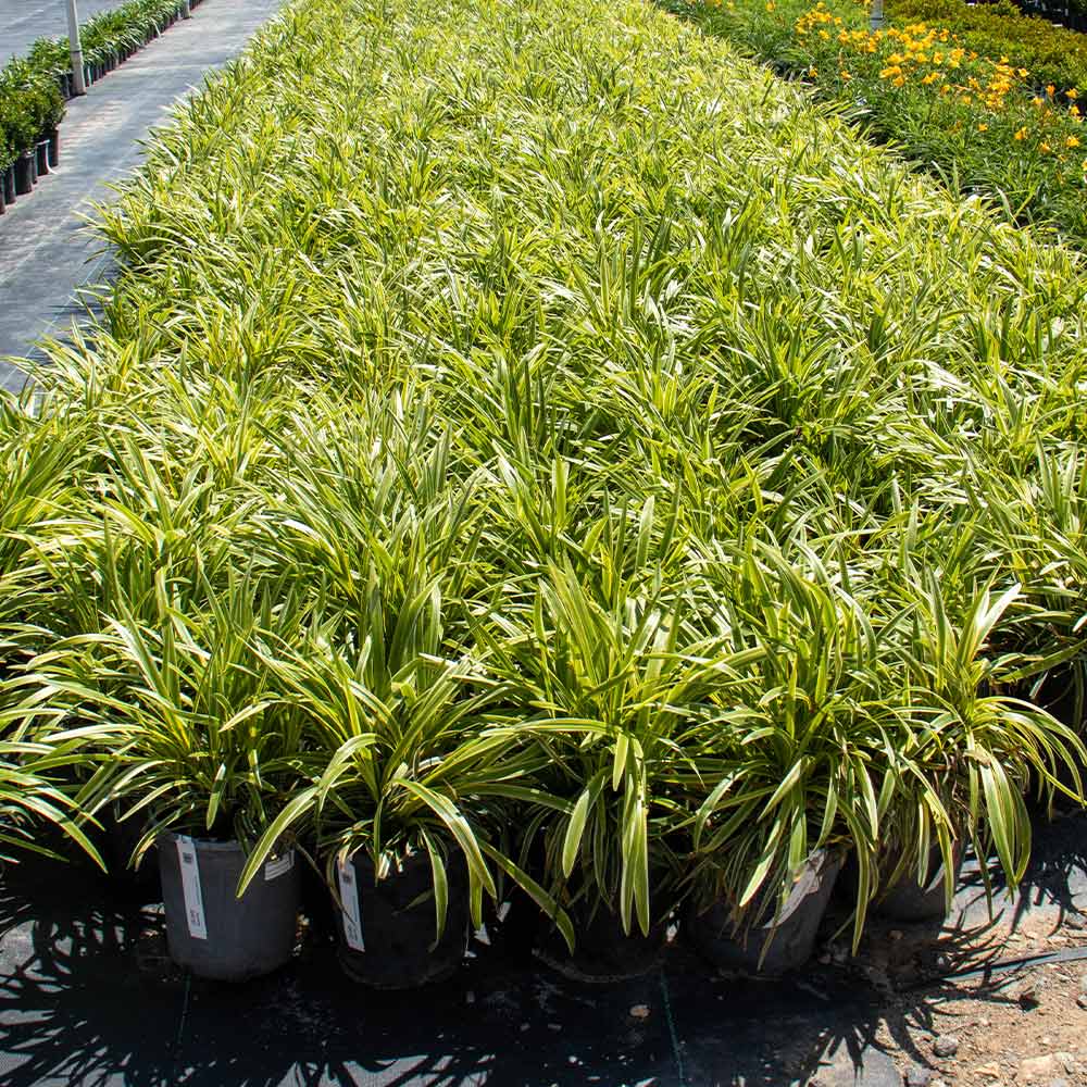 Variegated Liriope Plant - Image 3
