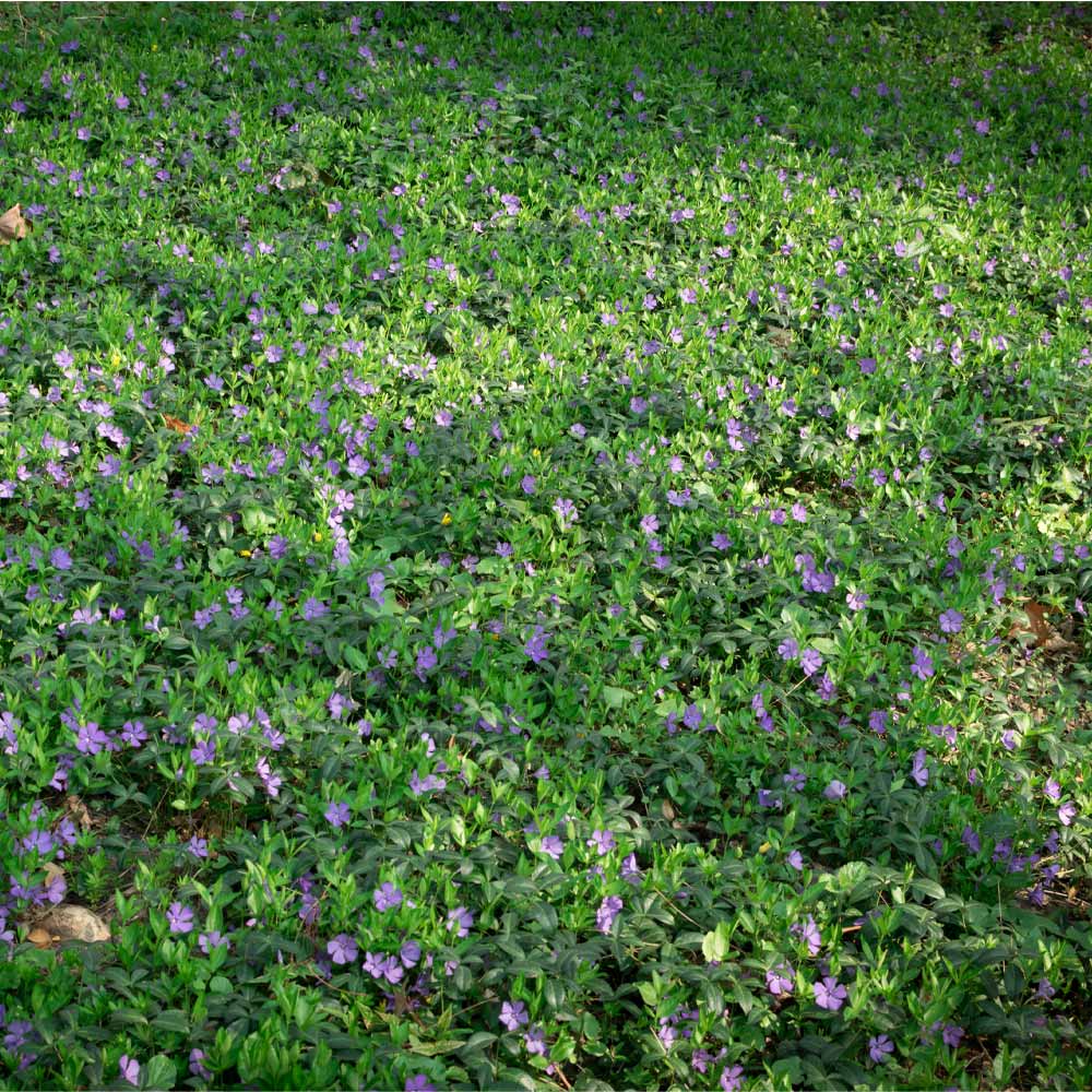 Vinca Minor Periwinkle Vine - Image 2