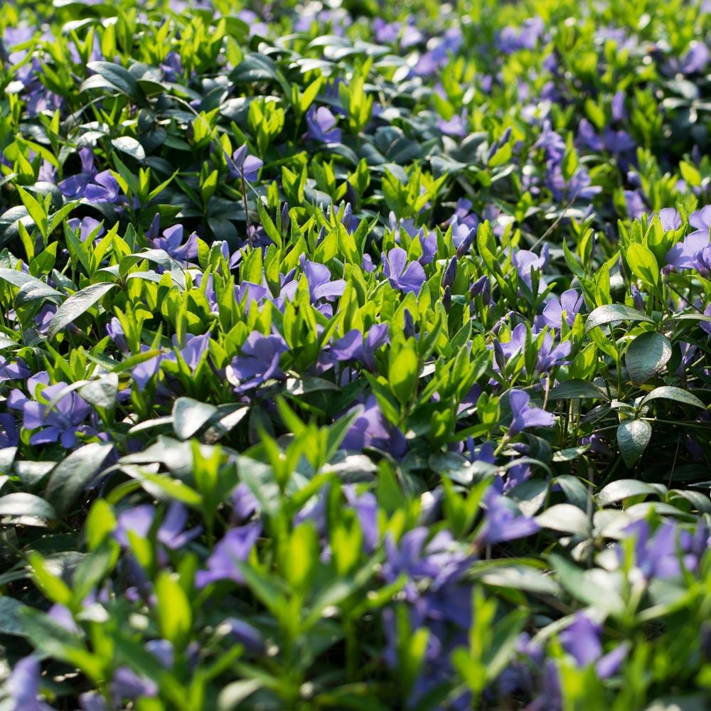 Vinca Minor Periwinkle Vine - Image 3