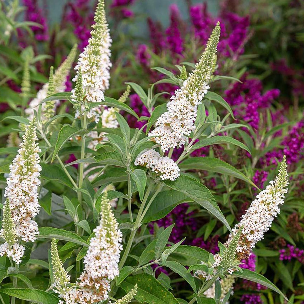 Southern Living® White Butterfly Towers™ Butterfly Bush