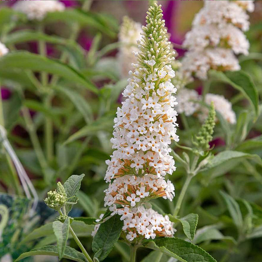 Southern Living® White Butterfly Towers™ Butterfly Bush - Image 2