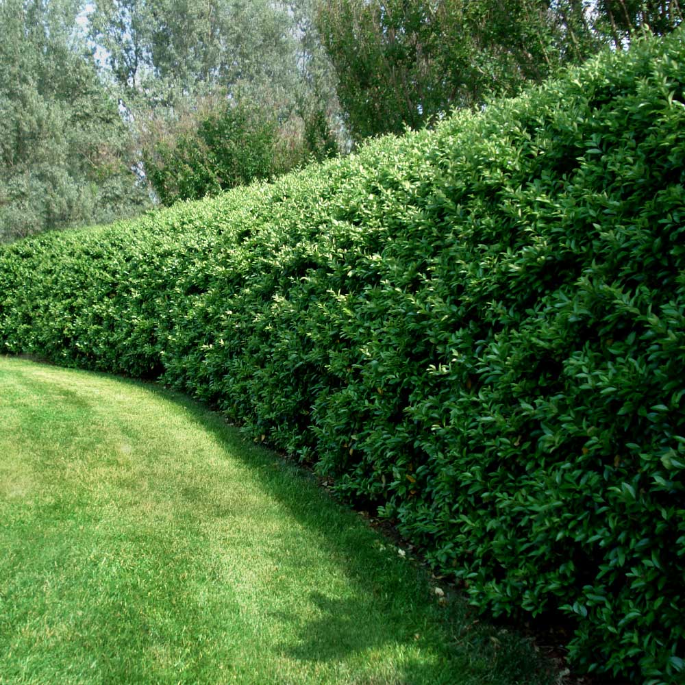 Waxleaf Privet Shrub - Image 2