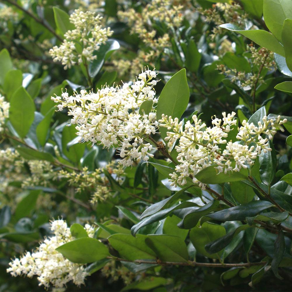 Waxleaf Privet Shrub - Image 4