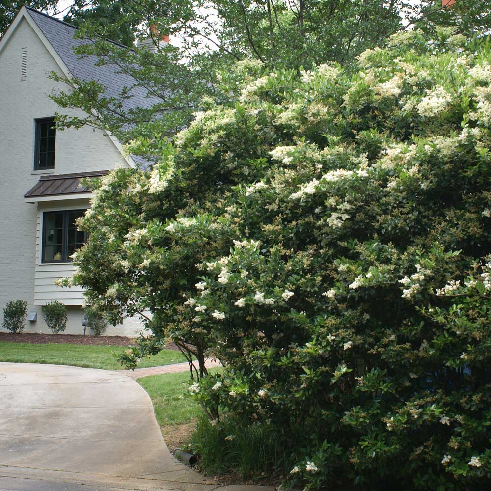 Waxleaf Privet Shrub - Image 3