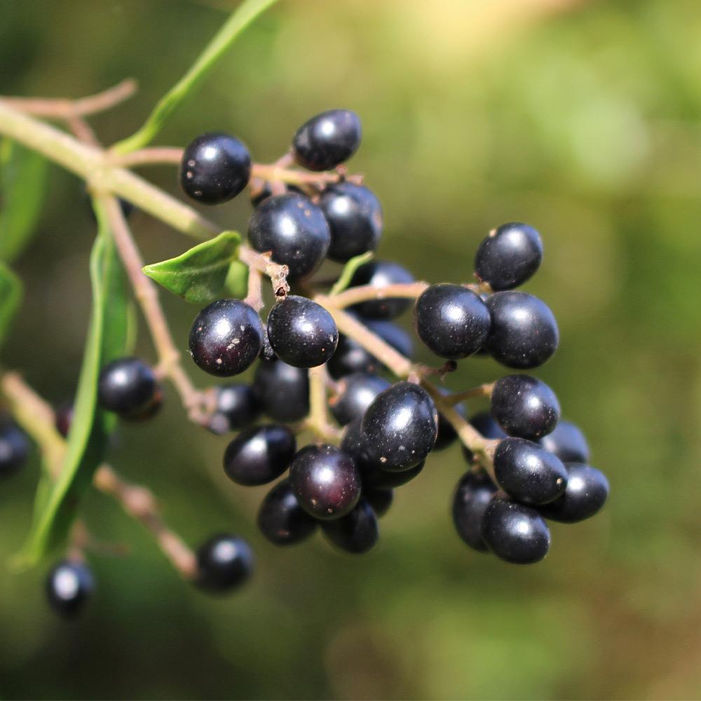 Waxleaf Privet Shrub - Image 5